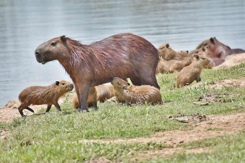capybara Wildlife birding Tours Destination Llanos Colombia Casanare nature photography destination south america